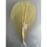 Magnolia leaf